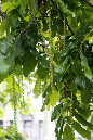 _MG_0060d
