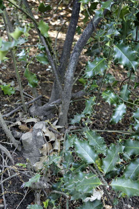%20_MG_0070