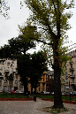 _MG_0096