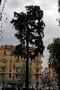 _MG_0099