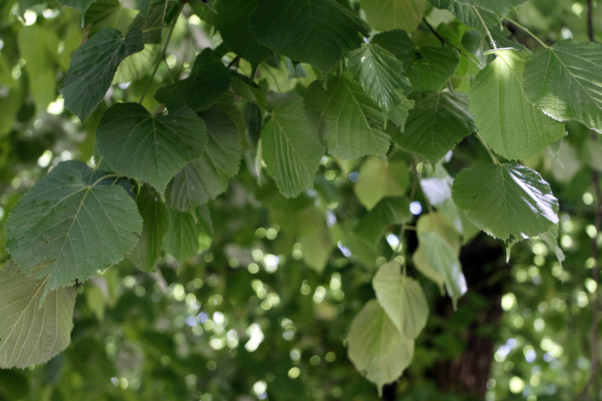 _MG_0087p
