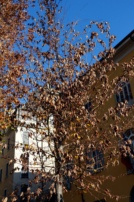 _MG_0016