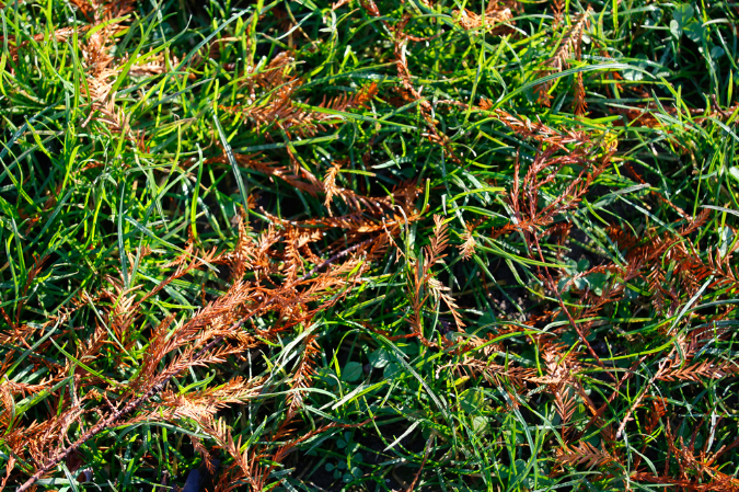 _MG_0065p