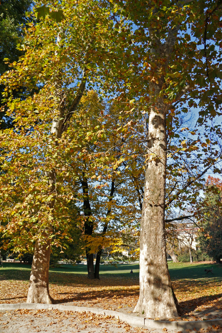 _MG_0042p