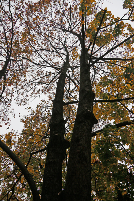 _MG_0048p