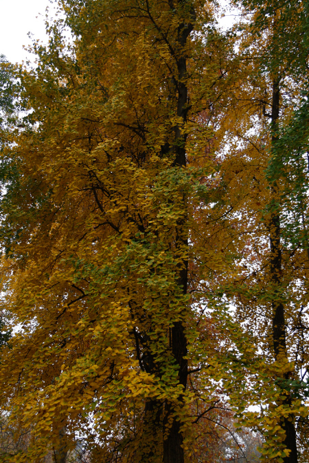 _MG_0142p