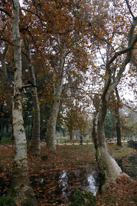_MG_0099p