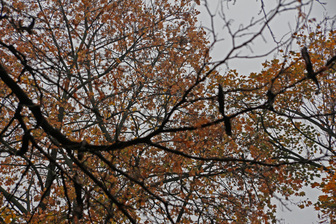 _MG_0063