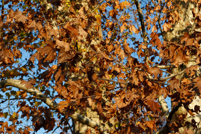 _MG_0084l
