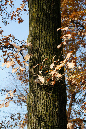 _MG_0090