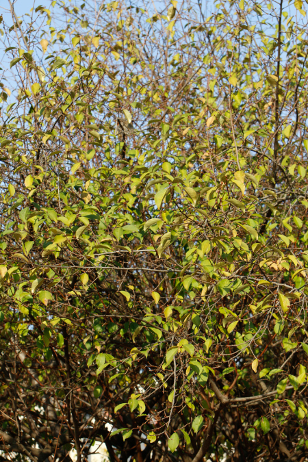 _MG_0065