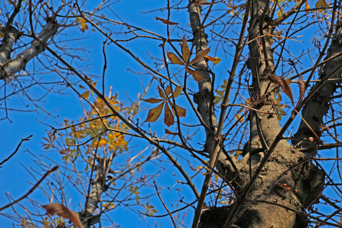 _MG_0090t