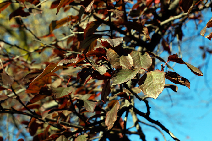 _MG_0115a
