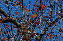 _MG_0115p