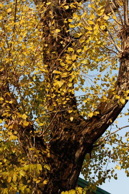 _MG_0061