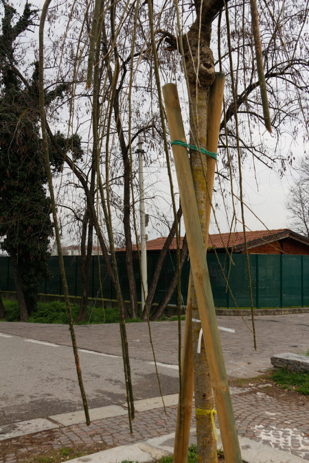 _MG_0193p