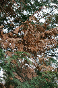 _MG_0051