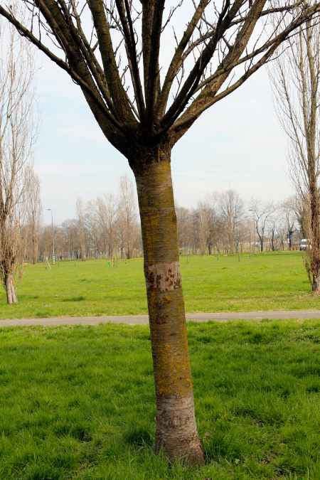 _MG_0049p