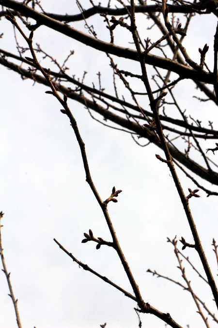 _MG_0054p