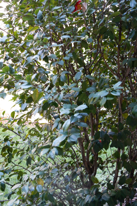 %20_MG_0078