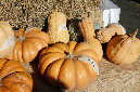 _MG_0042p