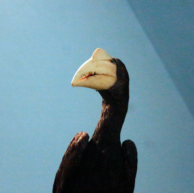 _MG_0652p