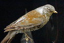 _MG_0197