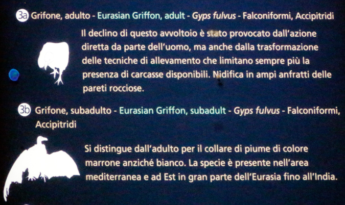 _MG_0361