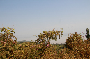 _MG_0407