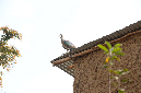 _MG_05980