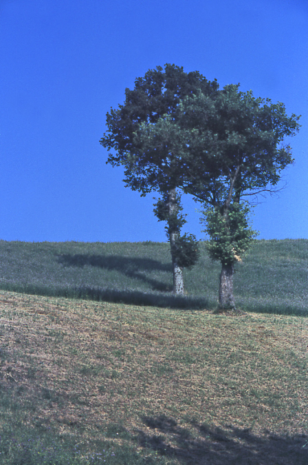 Due%20alberi%20in%20blu