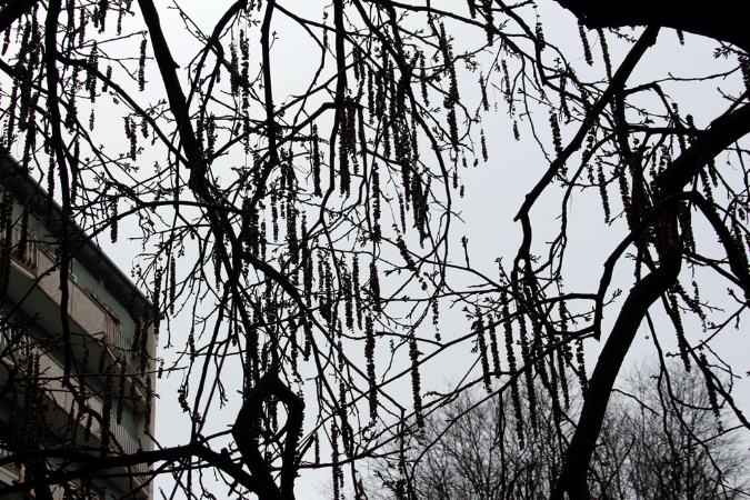 _MG_0015t