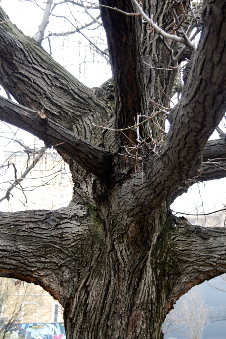 _MG_00170p