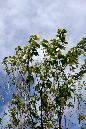 _MG_0077a