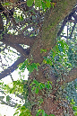 _MG_0036t