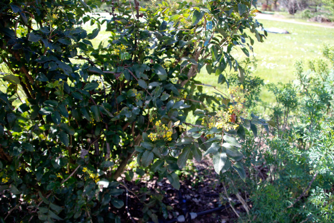 _MG_0060