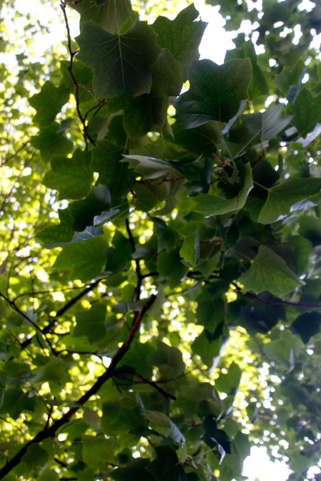 _MG_0019