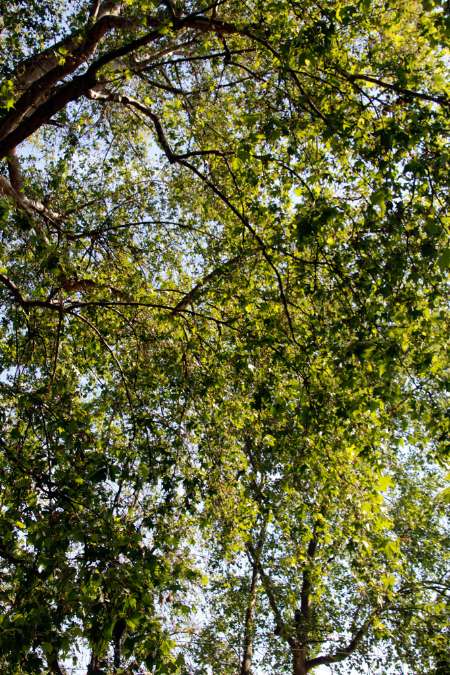 _MG_0025p