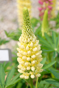 _MG_0118