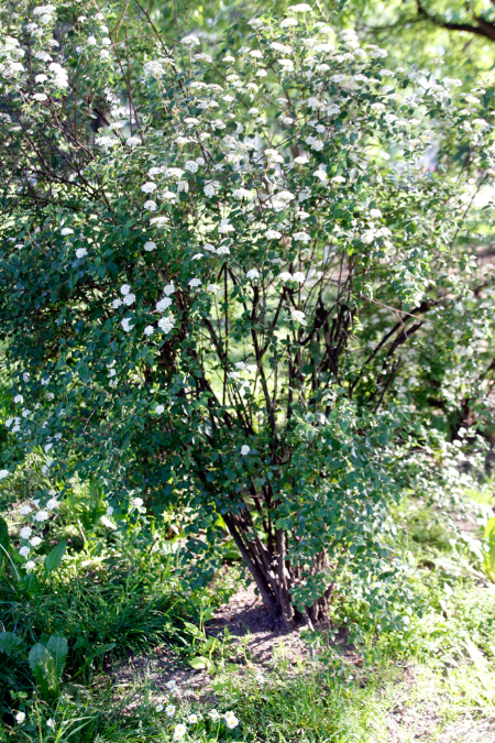 _MG_0027l
