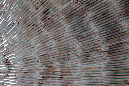 _MG_0118