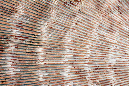 _MG_0119