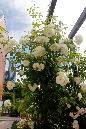 _MG_0063